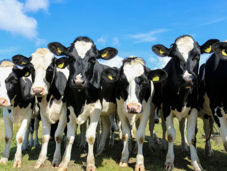 Is er nou wel of geen deal tussen boeren en kabinet?