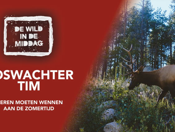 Boswachter Tim: 'Ook dieren moeten wennen aan de zomertijd!'