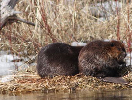 Waar gaan bevers heen als de Biesbosch onder water komt staan?