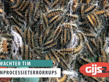 Eikenprocessierups maakt leven zuur