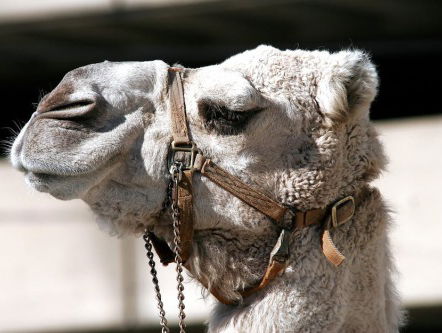 Het nieuwe huisdier van 2018