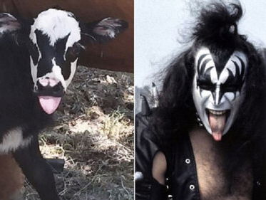 Kalf lijkt sprekend op Gene Simmons van Kiss