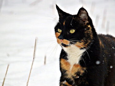 Vermiste kat Pepper teruggevonden in Oostenrijk, maar hoe komt de kat terug?