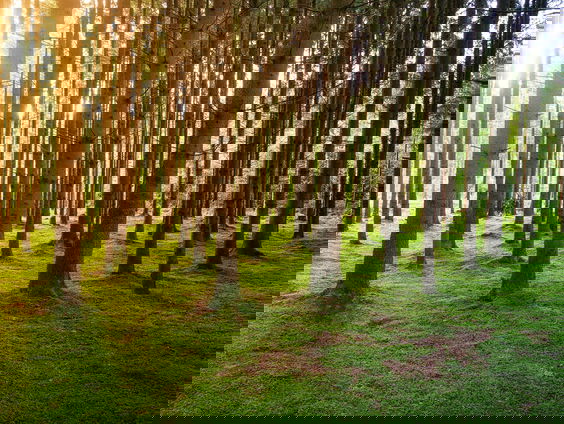 Een boekentip van Marieke voor bomenliefhebbers