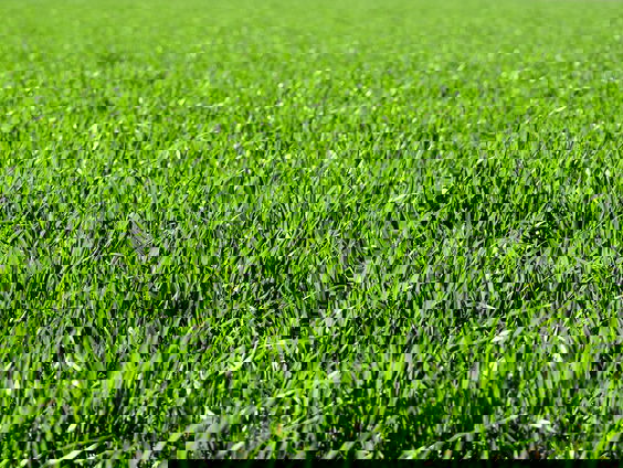 Een eigen stukje Malieveld kopen om op te demonstreren? Dat kan nu!