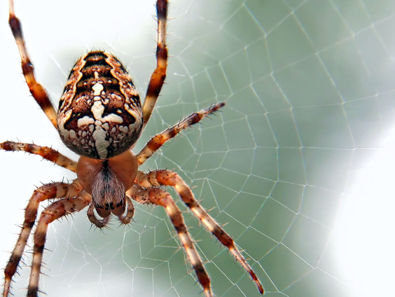 Grote, exotische spinnen vaker in Nederland te vinden
