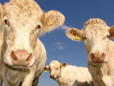 We spelen de KoeWizzz!