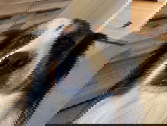 Rianne’s hond wordt gek van zowel Eternity als Blinded By The Lights