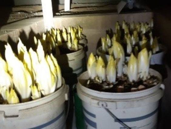 Dit geloof je wiet: agent John stuitte op een bijzondere plantage!