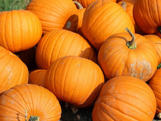 Coronaproof hobby's: Ga reuze pompoenen kweken!