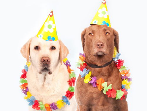 Marijke heeft nog heel veel geld nodig voor eerste hondencafé in Nederland