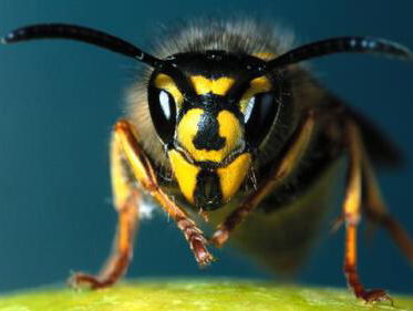 Wespenvriend Sjoerd wil graag jouw wespennest hebben!