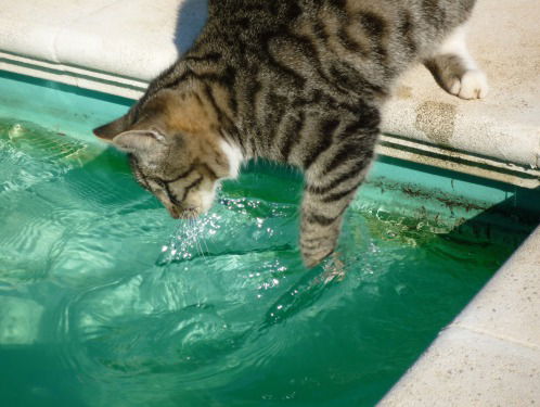 Wat een pech! 3000 liter water weggespoeld door de kat