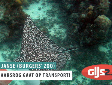 Adelaarsrog op transport van Arnhem naar Kopenhagen!