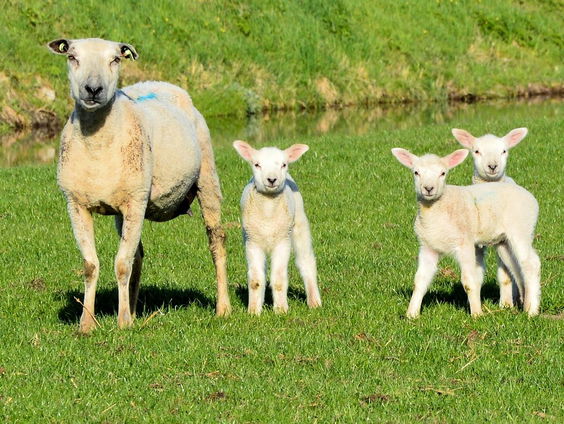 Schaapsherder Daniel Versteegh heeft lammetjes vlog op YouTube