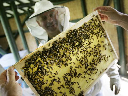 Aart Zeeman ging op zoek naar de oplossing om wereldwijde bijensterfte te stoppen