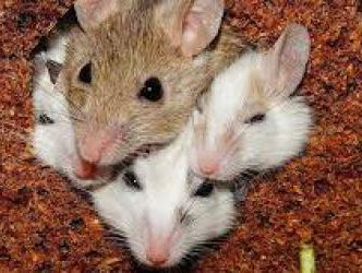 Zeg me dat het niet zo is.... Keiharde onderzoeks-feiten doorspekt met drama