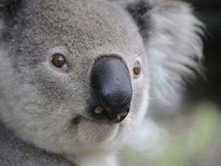 WNF klampt zich vast om Australische koala te redden