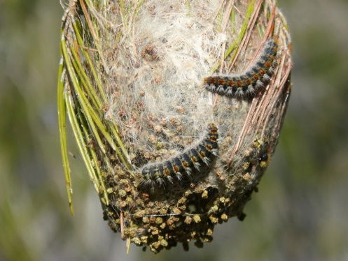 Vragen over de eikenprocessierups? Bioloog Arnold van Vliet heeft antwoord!
