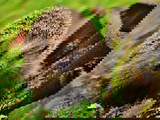 Egels zijn er slecht aantoe: "Veel te klein"