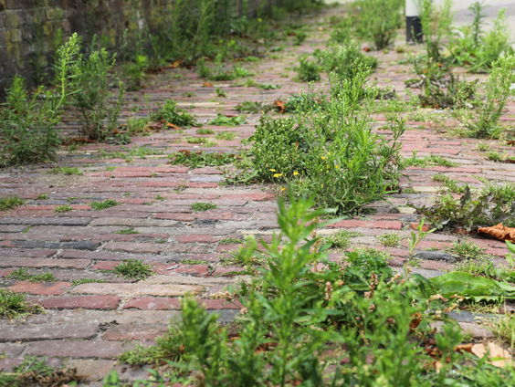Gif voor onkruid mag niet meer, ode aan onkruid