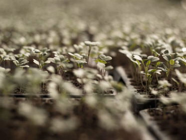 Simon Eurlings over zijn boek ‘Moestuinman’