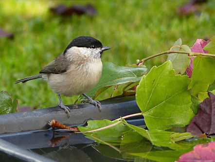 Dringende oproep van Friese vogelbond: 'Dit kan natuurlijk niet'