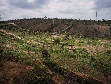 Greenpeace over de niet afnemende ontbossing