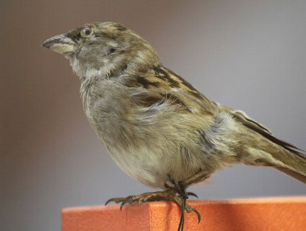 Het is 13 jaar geleden dat de dominomus aan zijn einde kwam