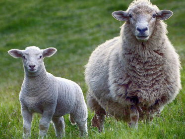 Kerstwonder! Boer Herman krijgt 500 lammetjes dankzij "onvruchtbare" ram Hans