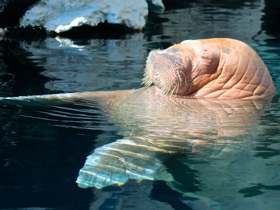Waarom deze walrus in het Dolfinarium al dagenlang keihard geluid maakt