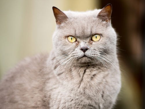 Katten houden van hun baasjes!