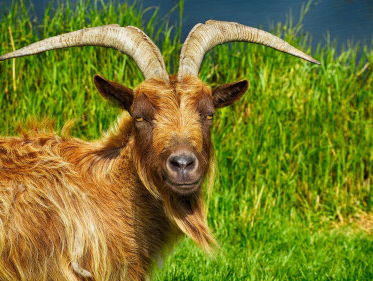 Enorm veel geiten in Nederland! Joël Broekaert legt uit wat ermee te doen: eet geit!