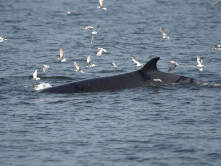 Ingrid Pul spotte gister een Groenlandse walvis