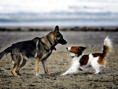 "Wij ontzorgen de zorgverleners van hun zorgen om hun pups"