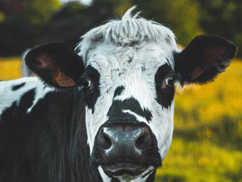 We spelen de Koe-wizzz!