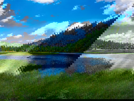 Een WILDGROEI-vijver op het Media Park