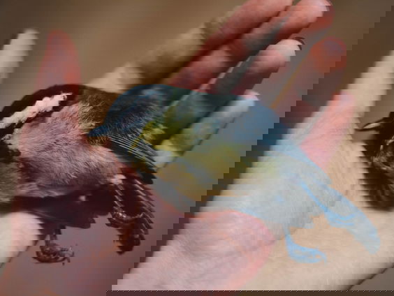 Evert trof een dode vogel aan in zijn salade