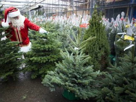 Linda Nijenhuis van Milieucentraal legt uit of je beter een neppe of een echte boom in huis kan halen