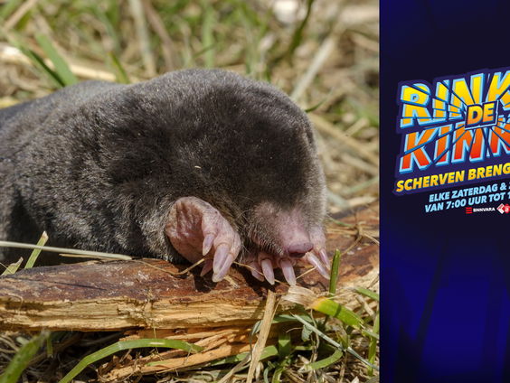 Wie is de mol? En moet hoeveel zijn ze? Dit weekend mollentelling