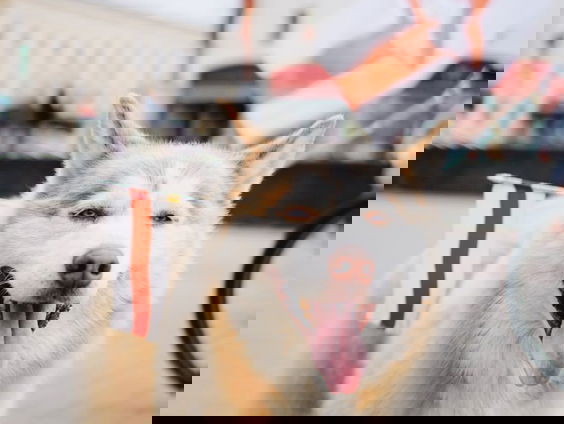 Met gevaar voor eigen leven: De coverbak in Wit-Rusland