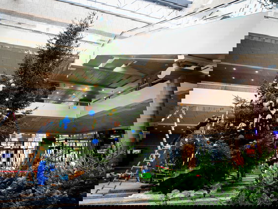 Dit Nederlandse bos is al jaren de hofleverancier kerstboom in de Tweede Kamer