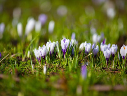 Extreem droge juni. Wat moet je dan met je tuin doen?