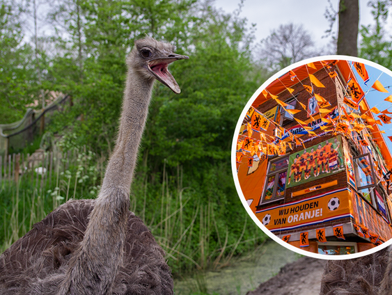 Para Patty voorspelt geen winst voor Nederland bij eerste EK wedstrijd