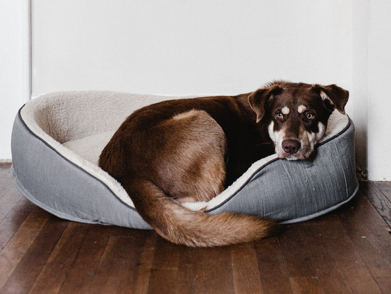 Wintertijd heeft impact op huisdieren, vertelt Matyas Bittenbinder