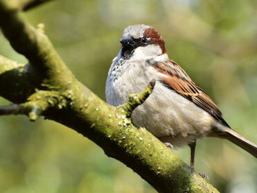 Nu ook hot bij vrouwen: vogelspotten