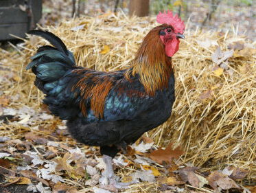 Kippenschandaal in Groot-Brittannië heeft geen invloed op kip in Nederlandse supermarkt