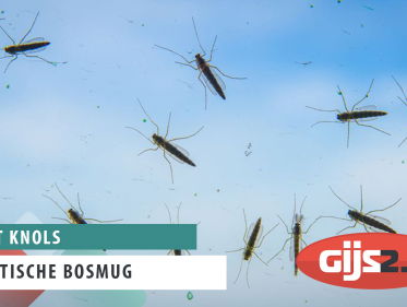 Aziatische bosmug op komst