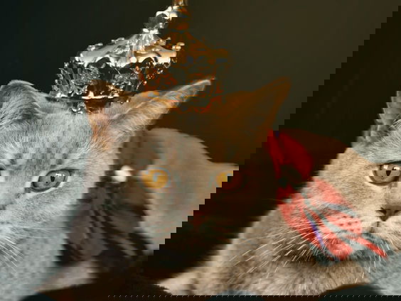 De troonrede van Willem Alexander - Maar dan anders