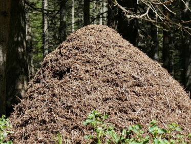 Met de boswachters naar de mierenhopen